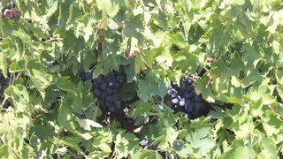 Kilis Karası Üzümler Kurutulmaya Başlandı