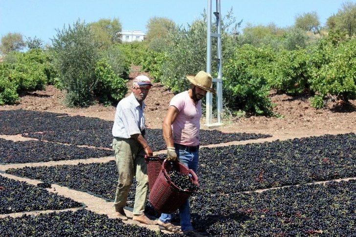 Kilis Karası Üzümler Kurutulmaya Başlandı G2