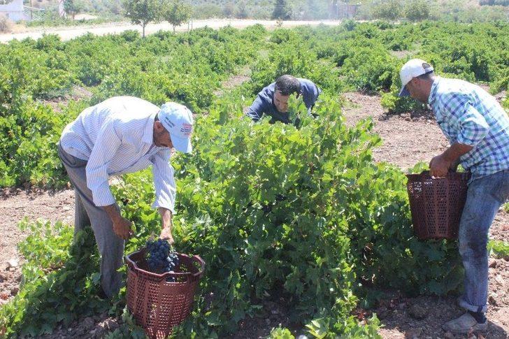 Kilis Karası Üzümler Kurutulmaya Başlandı G4