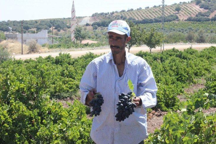 Kilis Karası Üzümler Kurutulmaya Başlandı G5