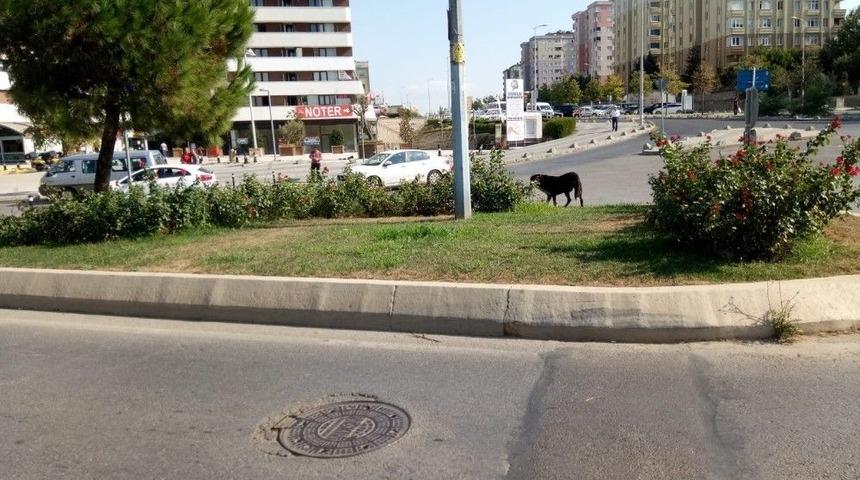 (&ouml;zel) Pendik&rsquo;te Dereye D&uuml;şen K&ouml;pek İ&ccedil;in Ekipler Seferber Oldu