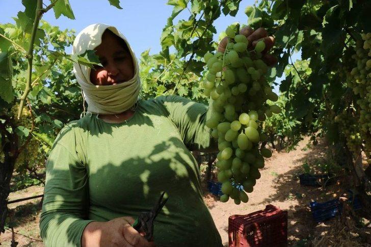 Sultaniye Üzümünde Sezon Açıldı G1