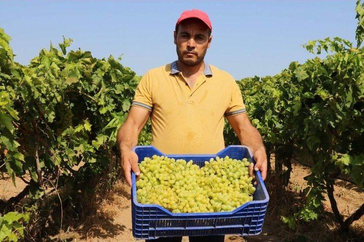 Sultaniye Üzümünde Sezon Açıldı G2