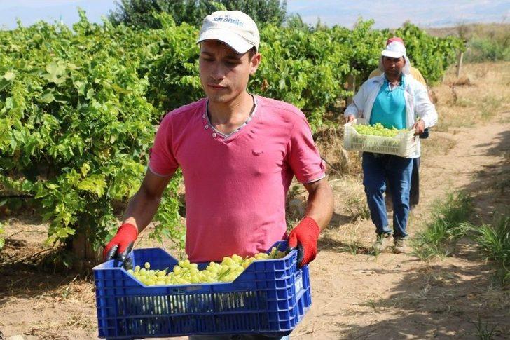 Sultaniye Üzümünde Sezon Açıldı G3