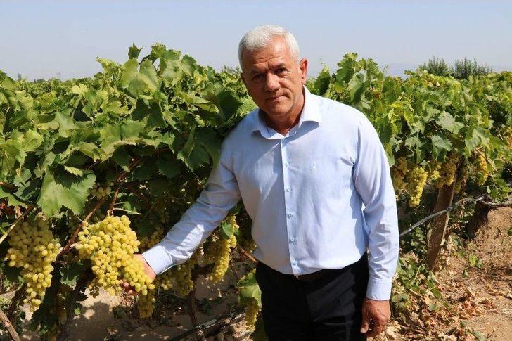 Sultaniye Üzümünde Sezon Açıldı G4