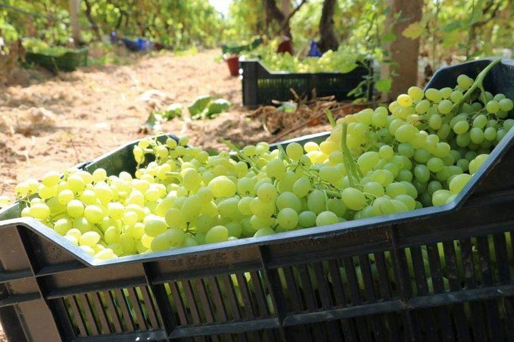 Sultaniye Üzümünde Sezon Açıldı G5