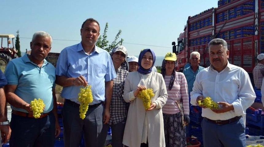 Buldan’da Sezonun İlk Üzüm Hasadı