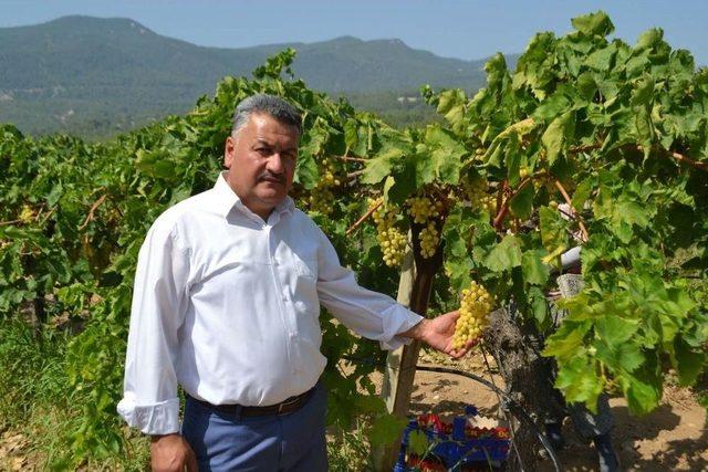 Buldan’da Sezonun İlk Üzüm Hasadı