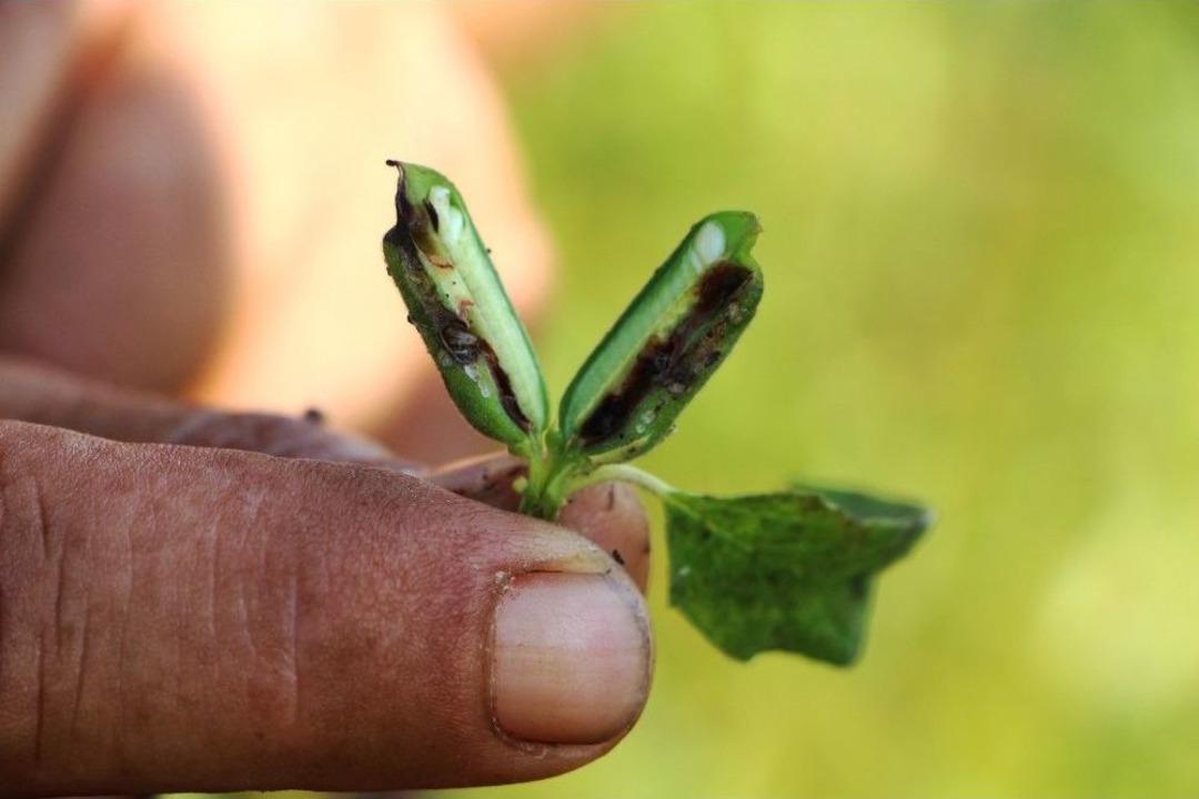 Domatesin Ardından Susamda &lsquo;tuta Absoluta&rsquo; Kabusu