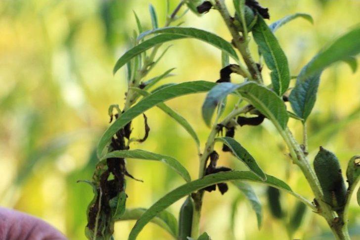 Domatesin Ardından Susamda ‘tuta Absoluta’ Kabusu G1