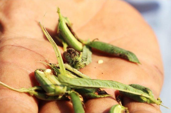 Domatesin Ardından Susamda ‘tuta Absoluta’ Kabusu G3