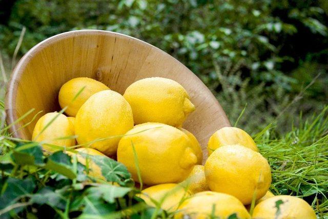 Ege Bölgesi’nde Narenciye Rekoltesinde Rekor Artış Bekleniyor