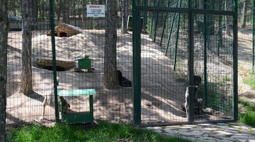 T&uuml;rkiye&rsquo;nin En B&uuml;y&uuml;k Ve En Kapsamlı Sokak Hayvanları Bakım Ve Rehabilite Merkezi Isparta&rsquo;da