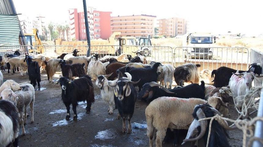 Alanya Belediyesi 5 Noktada Kurban Kesim Hizmeti Verecek