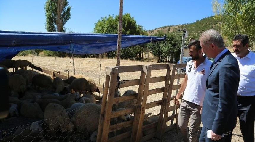 Elde Kalan Kurbanları Et Ve Süt Kurumu Alacak