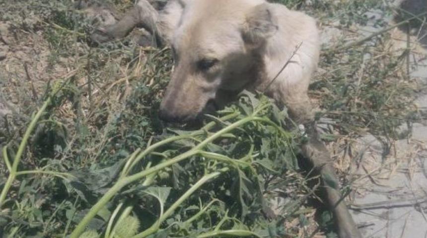 &Ccedil;amura Saplanan K&ouml;peği İtfaiye Kurtardı