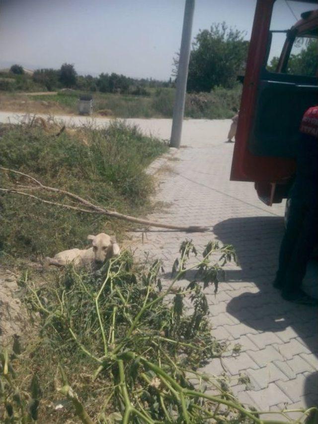 Çamura Saplanan Köpeği İtfaiye Kurtardı