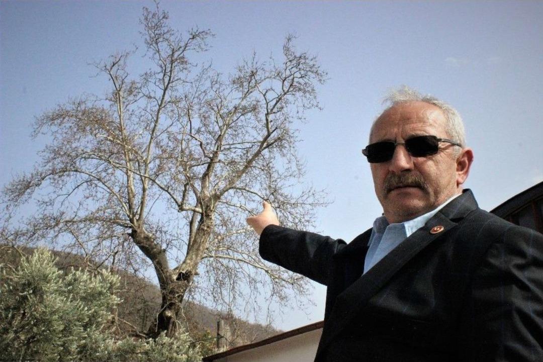 700 Yıllık &Ccedil;ınarı Kurumaya Terk Ettiler