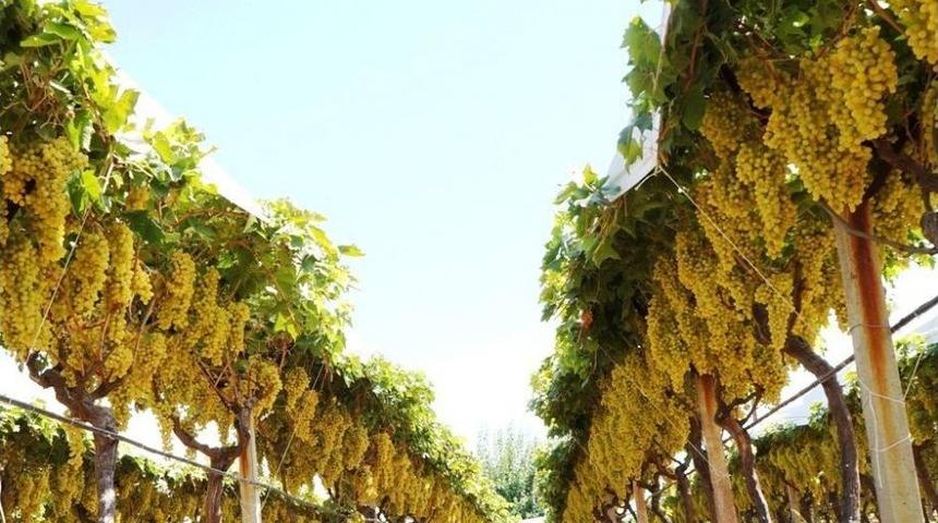 Yaş &Uuml;z&uuml;m Fiyatları &Uuml;reticinin Y&uuml;z&uuml;n&uuml; G&uuml;ld&uuml;rd&uuml;