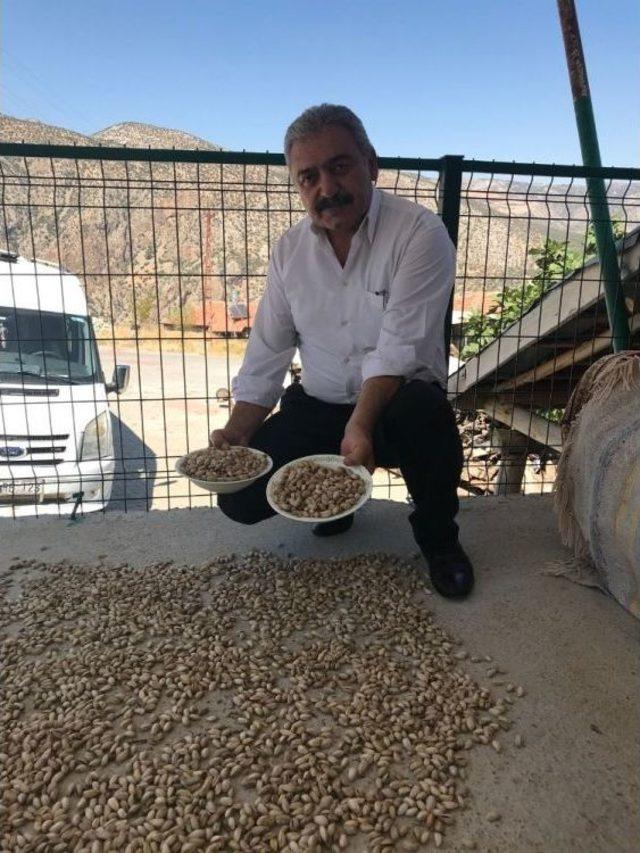 Karaman’da Antep Fıstığı Hasadı Başladı