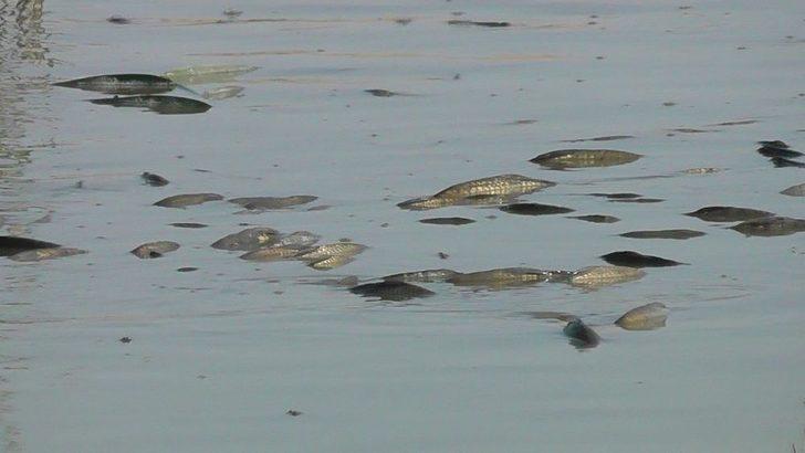 Gölge Korkutan Balık Ölümleri G1