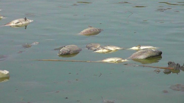 Gölge Korkutan Balık Ölümleri G2