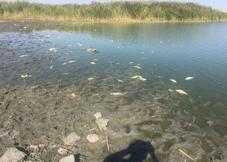 Gölge Korkutan Balık Ölümleri G3