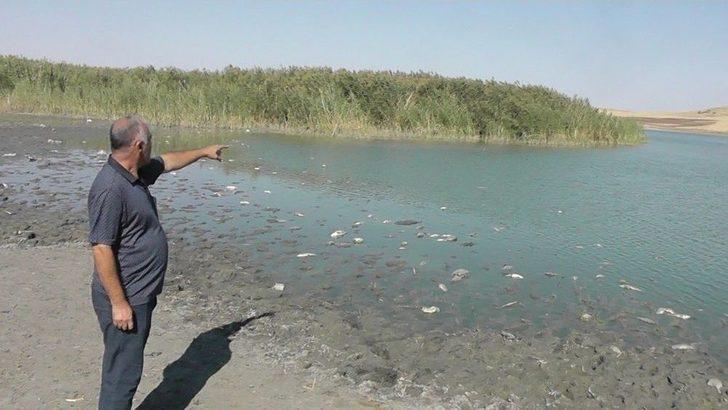 Gölge Korkutan Balık Ölümleri G4