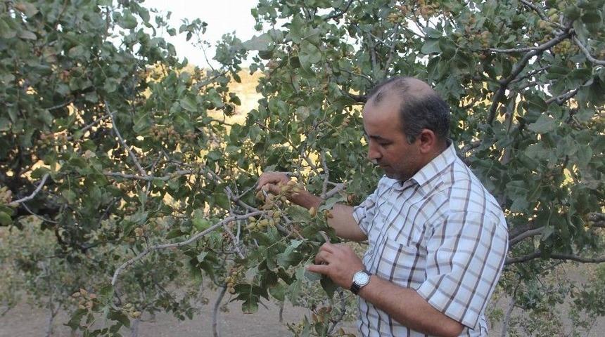 Siirtli &Ccedil;ift&ccedil;iler &lsquo;yeşil Altın&rsquo; Hasadına Hazırlanıyor