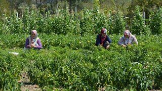 Başkan Tatlıoğlu’ndan Yöre Kadınlarına İstihdam Desteği