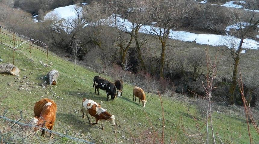 Posof’ta Bir Günde İki Mevsim
