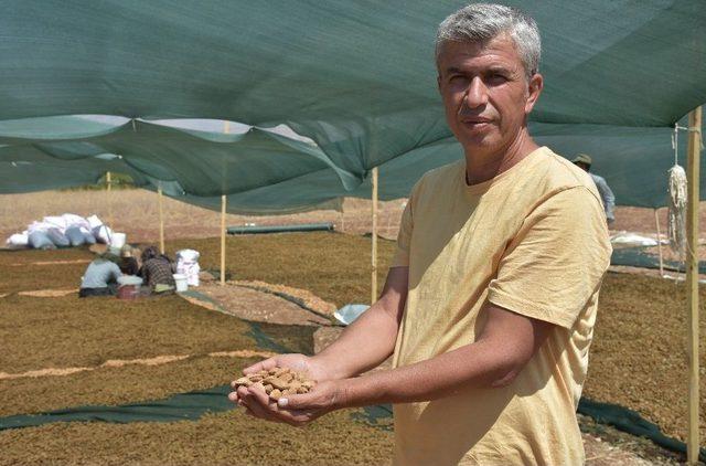 Adıyaman’da Badem Üreticileri Hasattan Memnun