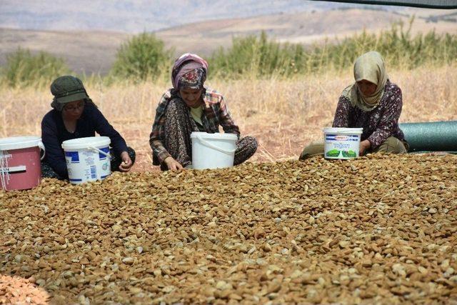 Adıyaman’da Badem Üreticileri Hasattan Memnun