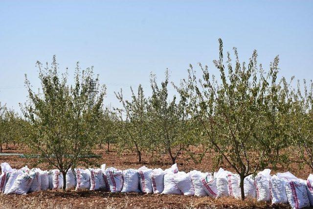 Adıyaman’da Badem Üreticileri Hasattan Memnun