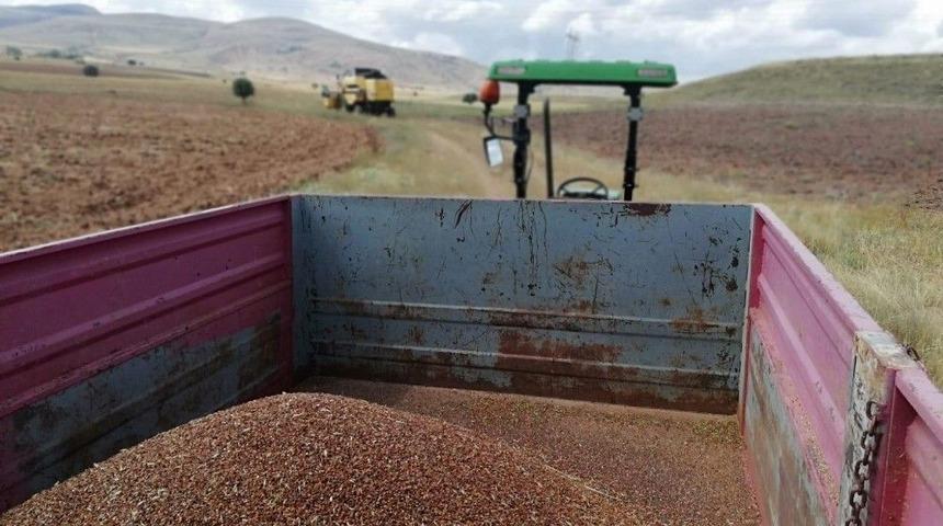 G&uuml;m&uuml;şhane&rsquo;de Karabuğday Hasadı Başladı