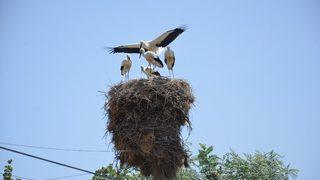 Leylekler Köyün Sembolü Haline Geldi
