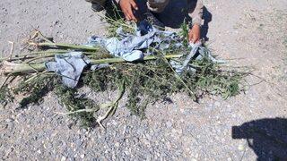 Elazığ’da 1,5 Kilo Esrar Ele Geçirildi