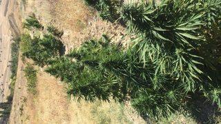 Çankırı’da 109 Kök Kenevir Bitkisi Ele Geçirildi