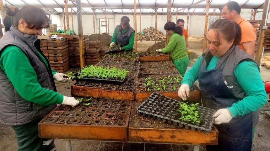 Hedef 550 Bin Yazlık &Ccedil;i&ccedil;ek