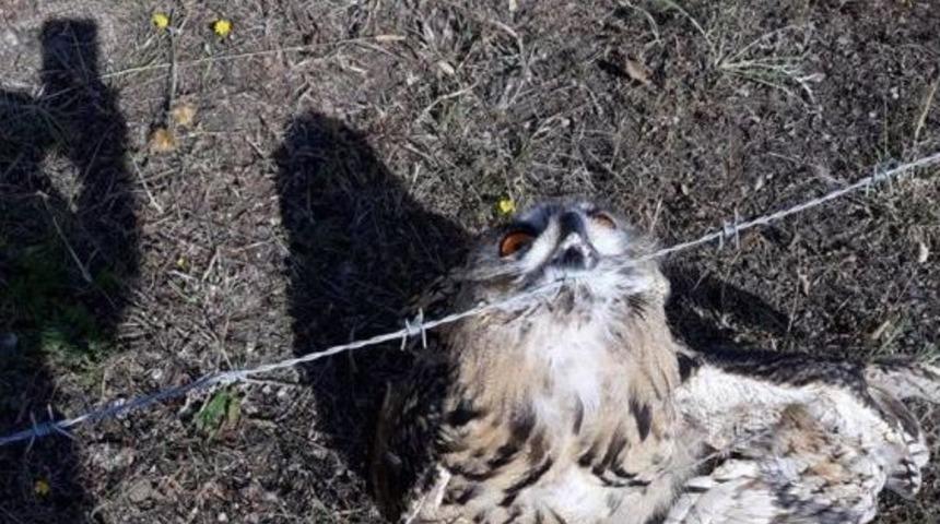 Sarıkamış’ta Tel Örgüye Şıkışan Puhu Kurtarıldı