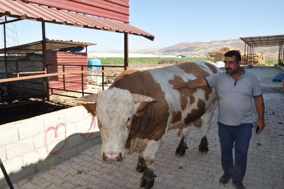 1 Ton 700 Kilo Ağırlığındaki Kurbanlık Danayı 40 Bin Tl&rsquo;ye Satıyor