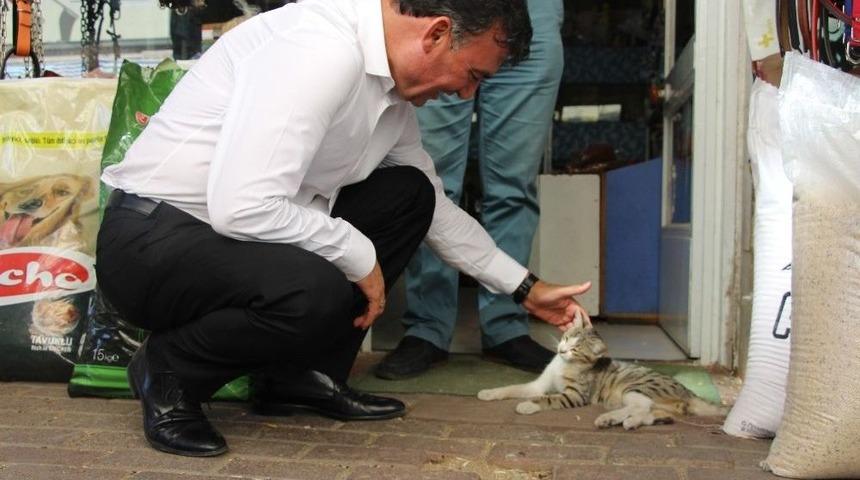 Başkan Akın’dan Sokak Hayvanları İçin Proje