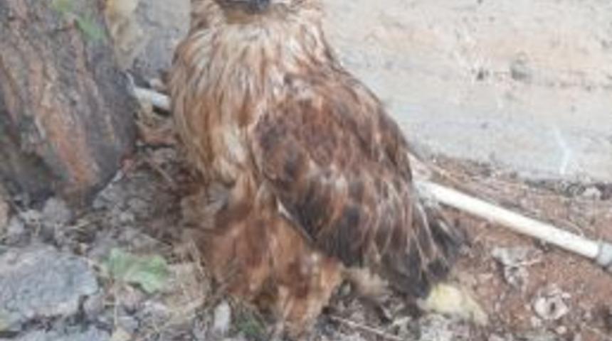 Yaralı Şahin Tedavi Altına Alındı