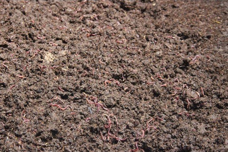 Solucan Sevgisi İş Sahibi Yaptı G2