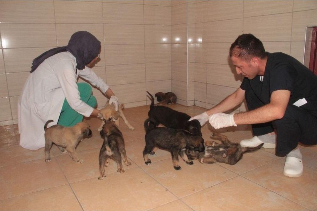 Bitkin Halde Bulunan 20 Yavru K&ouml;pek Koruma Altına Alındı