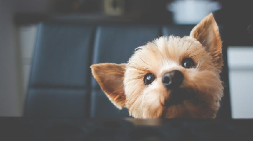 Köpeğinizle Gidebileceğiniz İstanbul'un En İyi 5 Kahve Mekanı