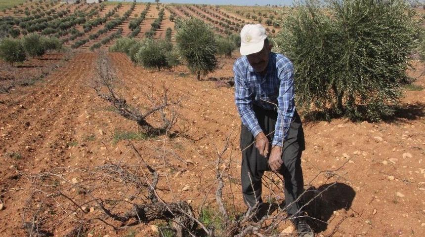 Bağ Budamı Başladı