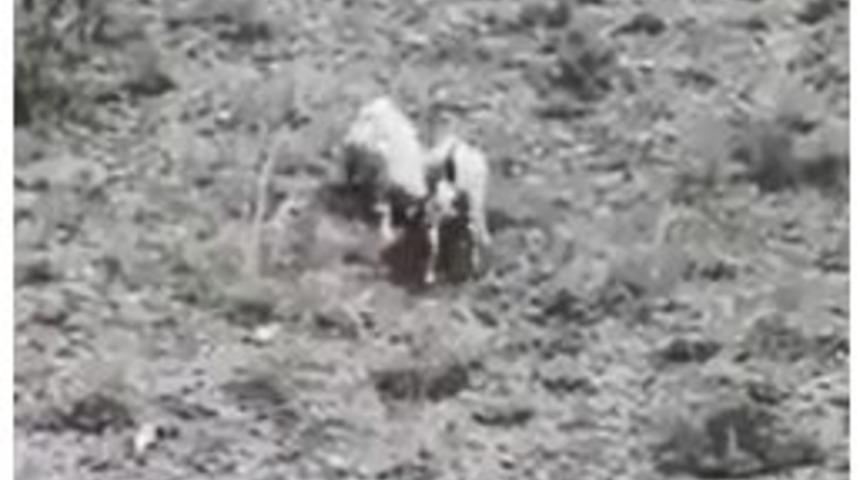 İki İnat&ccedil;ı Ke&ccedil;i Bu Sefer Dağda Karşılaştı