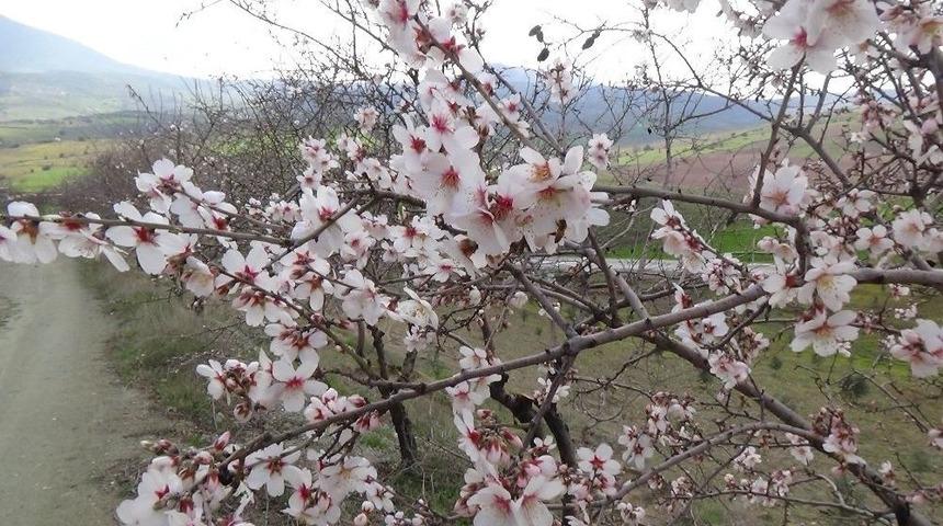 Suriye Sınırına &rsquo;&lsquo;bahar&rdquo; Geldi