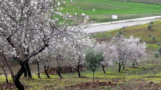 Suriye Sınırına ’‘bahar” Geldi